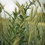 wheat-tare-weed