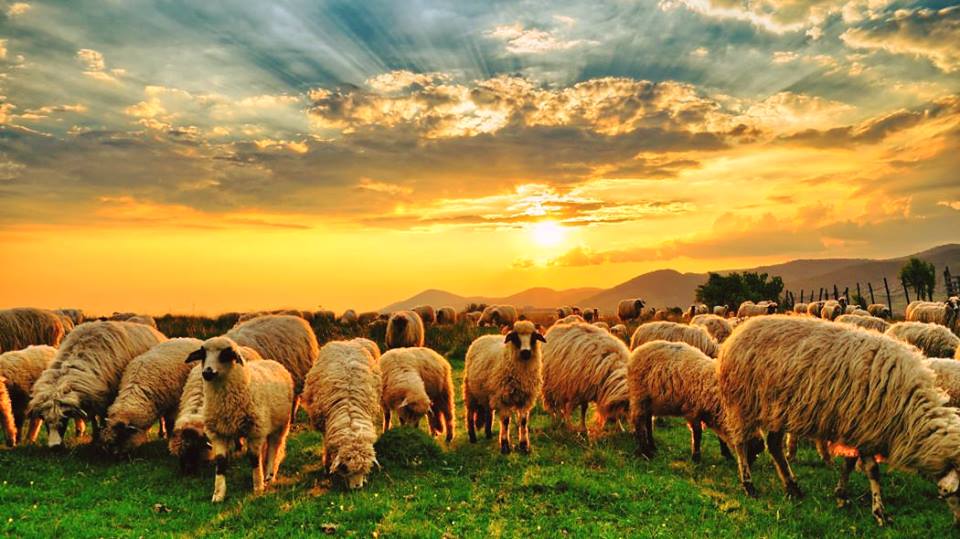 John 10:27 My sheep hear my voice, and I know them, and they follow me. Girded with Truth.